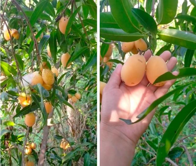 Cô gái khoe cây mọc hoang sau vườn nhưng cho quả trĩu cả cành, đố ai biết tên-1