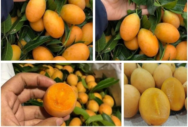 Cô gái khoe cây mọc hoang sau vườn nhưng cho quả trĩu cả cành, đố ai biết tên-4