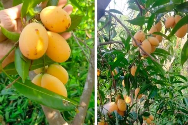 Chết cười với những tư thế gà cúng đỡ mãi không nổi-11