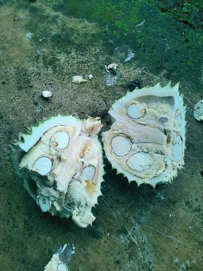 Bổ sầu riêng như đánh vật nhưng cái kết chỉ vứt đi chứ ai ăn nổi-11