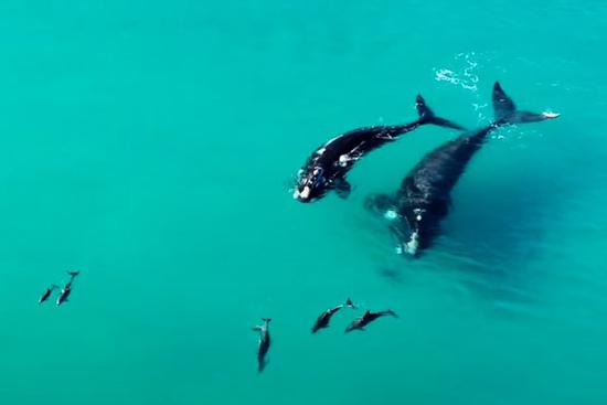 Đàn cá heo khổng lồ chơi đùa tại bãi biển Australia