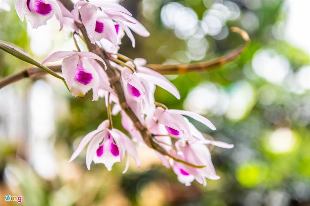 Chuyên gia phân tích nguyên nhân xảy ra các vụ lừa đảo lan đột biến-1