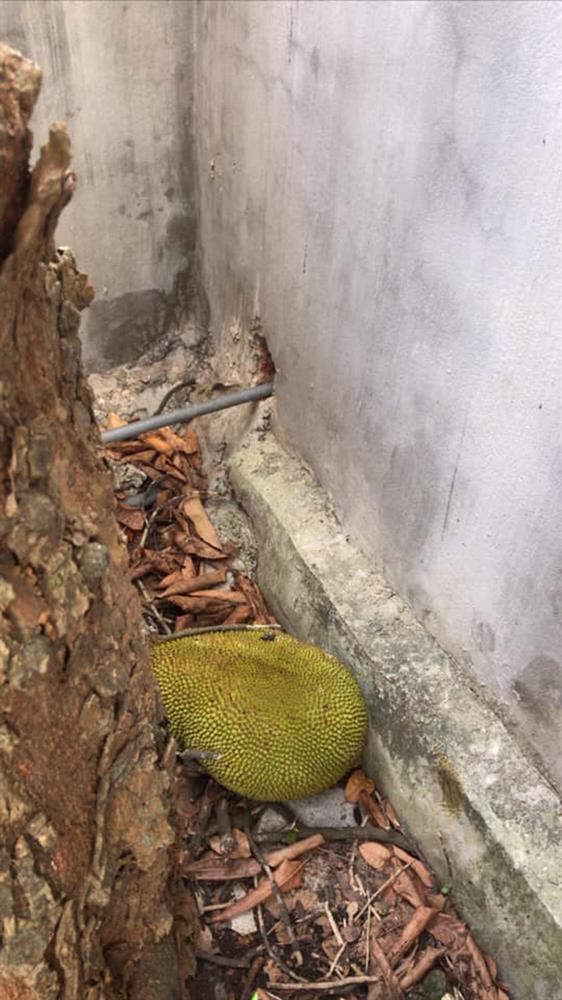 Những pha chọc mít huyền thoại khiến dân mạng cười nghiêng ngả-1