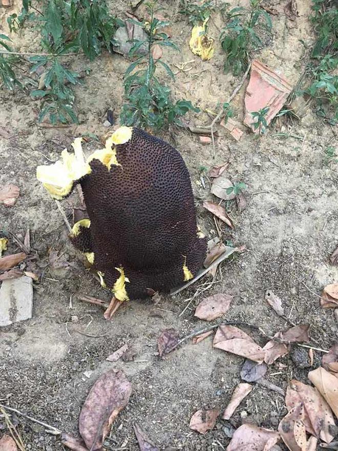 Những pha chọc mít huyền thoại khiến dân mạng cười nghiêng ngả-5