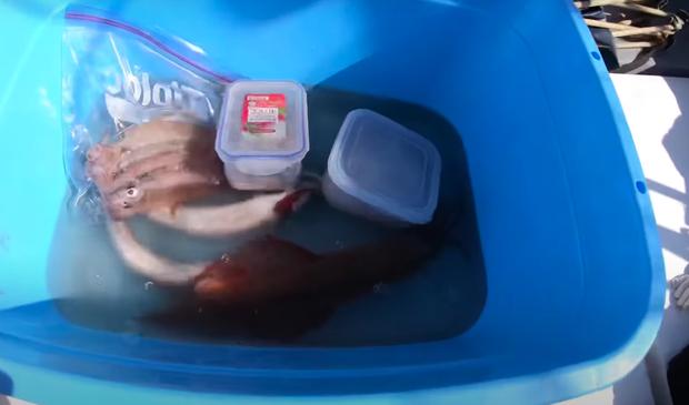 Tranh cãi Quỳnh Trần JP câu cá mập con ăn, cảnh máu me cũng đưa vào video-3