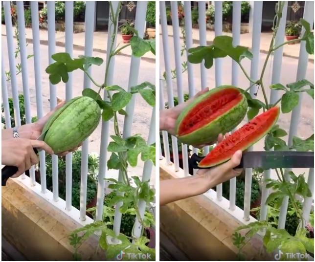 Những pha bổ quả cho thấy dưa hấu là loại trái cây bán đứng con người nhiều nhất-11