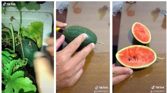 Những pha bổ quả cho thấy dưa hấu là loại trái cây bán đứng con người nhiều nhất-8