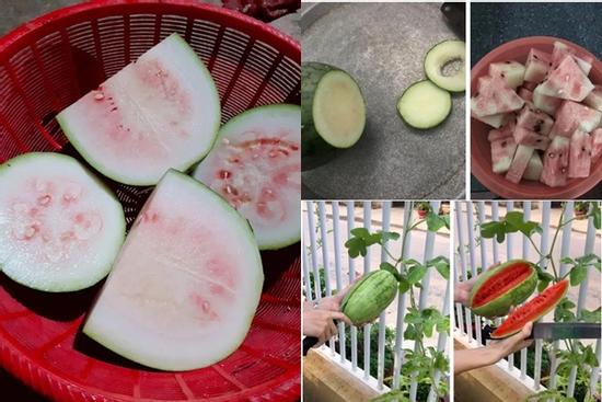 Những pha bổ quả cho thấy dưa hấu là loại trái cây 'bán đứng' con người nhiều nhất