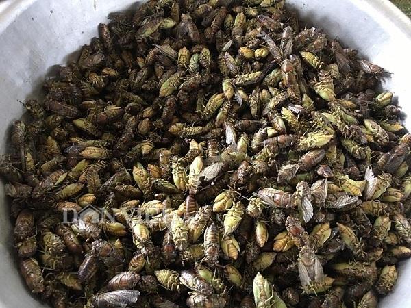 Ám ảnh với đặc sản mùa hè gần nửa triệu 1 kg-1