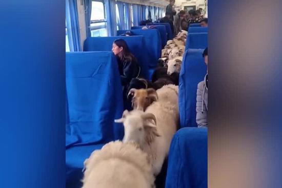 Chuyến tàu chở gia súc độc đáo ở Trung Quốc