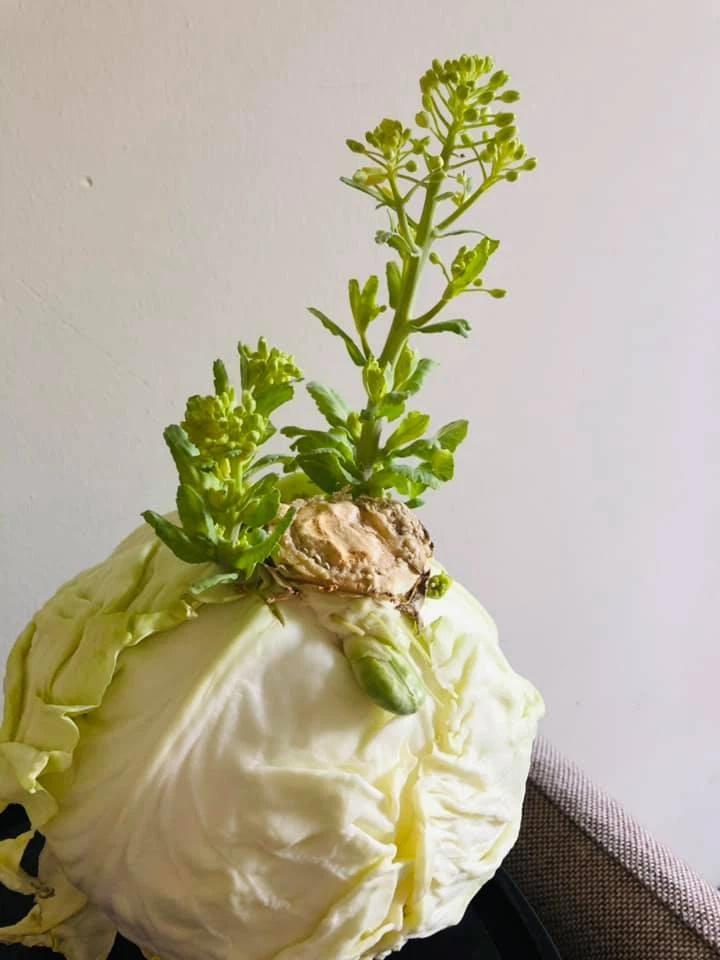 Lần đầu thấy bắp cải ra hoa, cô nàng khoe đột biến: Dân mạng vào chốt giá 2 tỷ-1