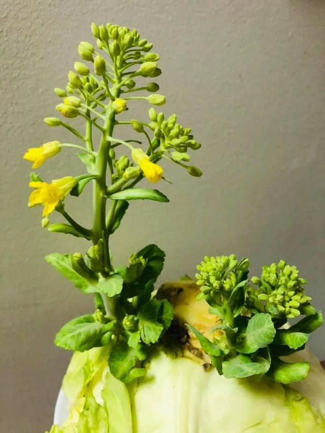 Lần đầu thấy bắp cải ra hoa, cô nàng khoe đột biến: Dân mạng vào chốt giá 2 tỷ-3