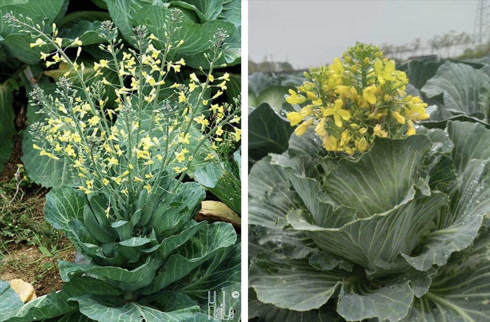 Lần đầu thấy bắp cải ra hoa, cô nàng khoe đột biến: Dân mạng vào chốt giá 2 tỷ-4