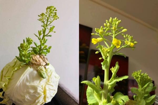 Làm bánh mì thịt heo nướng sả thơm lừng-1