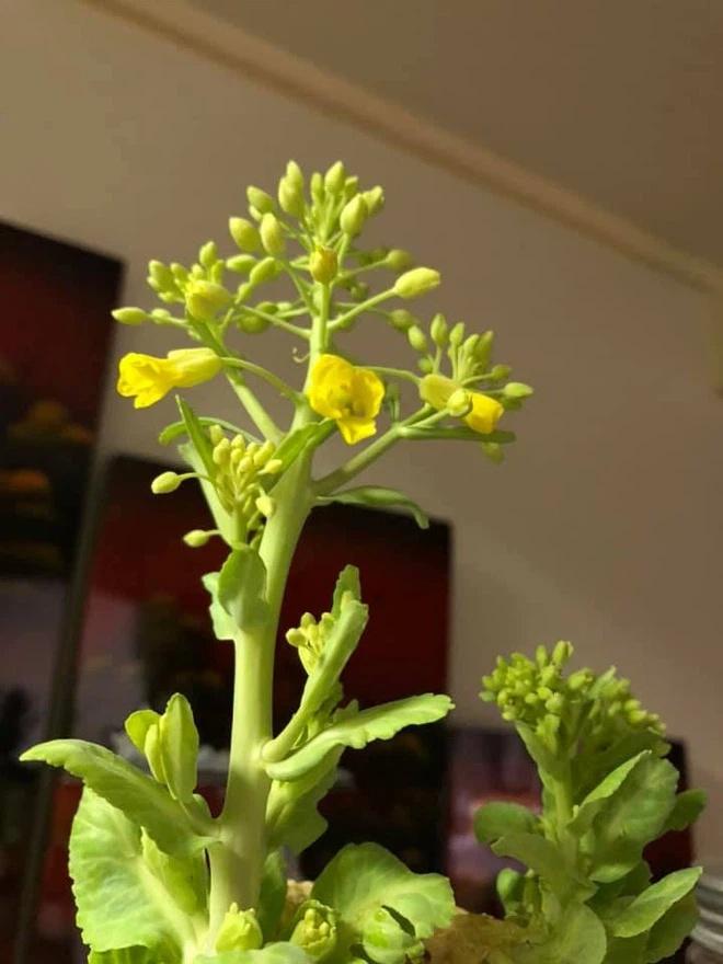 Lần đầu thấy bắp cải ra hoa, cô nàng khoe đột biến: Dân mạng vào chốt giá 2 tỷ-2