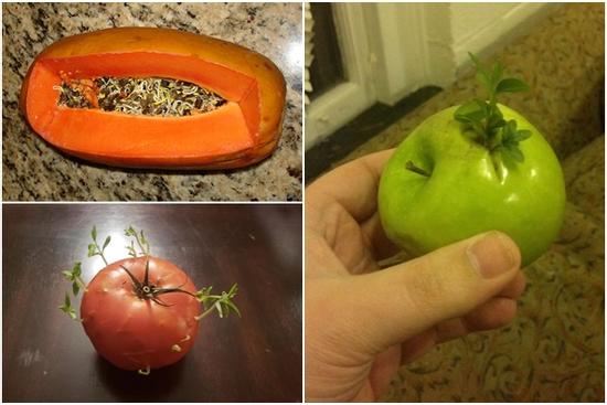 Ngán ngẩm nhìn cảnh hoa quả chưa kịp ăn đã nảy mầm chi chít