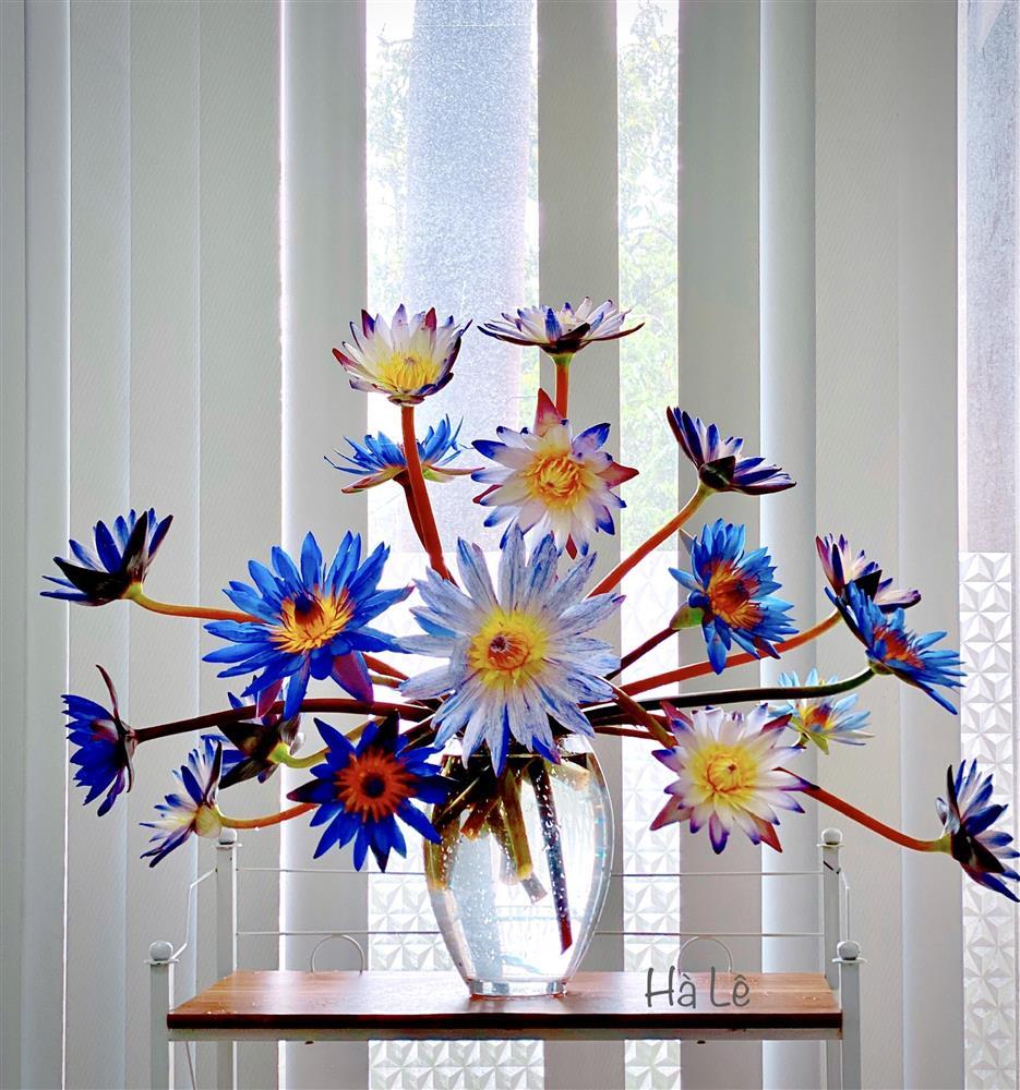 Chỉ với 70k, mẹ Hà Nội hô biến vườn đồng tiền nhí thành 7749 sắc thái rực rỡ-13