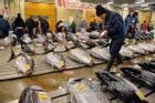 Xem cách người Nhật Bản đấu giá cá ngừ ở chợ