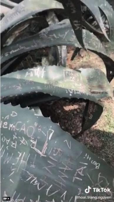 Clip: Nhìn lá cây ở Đà Lạt bị khắc kín chữ, cô gái ngao ngán ý thức cất ở nhà rồi-1