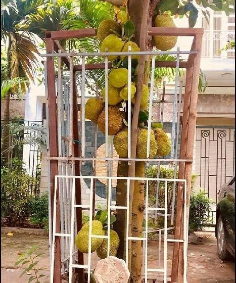 Năm nào cũng bị trộm xoài, chủ nhà bày thiên la địa võng thách thức kẻ trộm-2