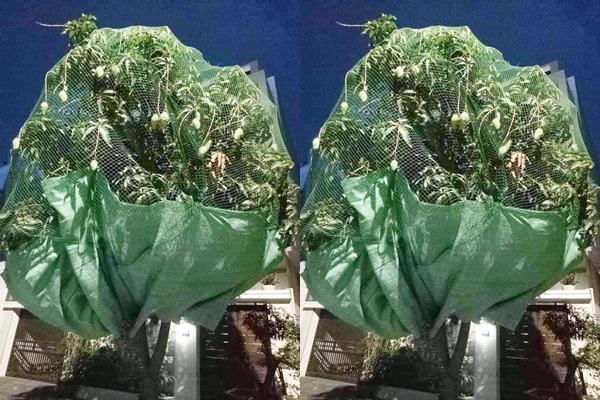 Kỳ lạ những quả đu đủ treo lơ lửng trên giàn giống hệt su su-4