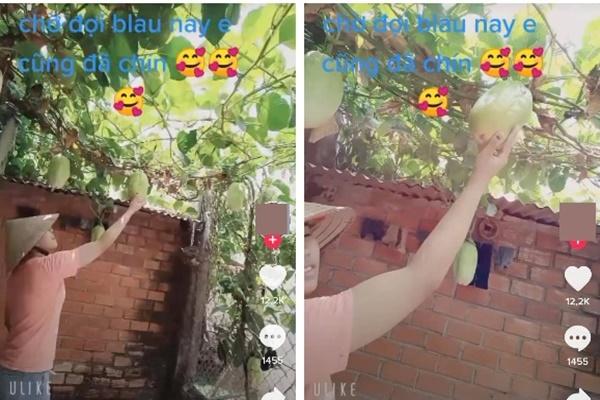 Cây đu đủ định giá 7 tỷ vì mọc quả siêu dị biệt, Việt Nam hiếm nơi trồng được-3