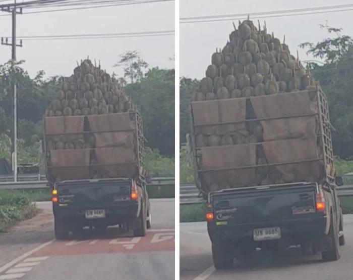 Choáng váng xe tải chở cả núi sầu riêng, nhìn chỉ sợ bay vào đầu-3