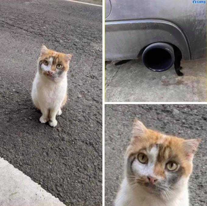 Những hình ảnh cho thấy mèo mới là loài khó hiểu nhất hành tinh chứ không phải là con gái-8