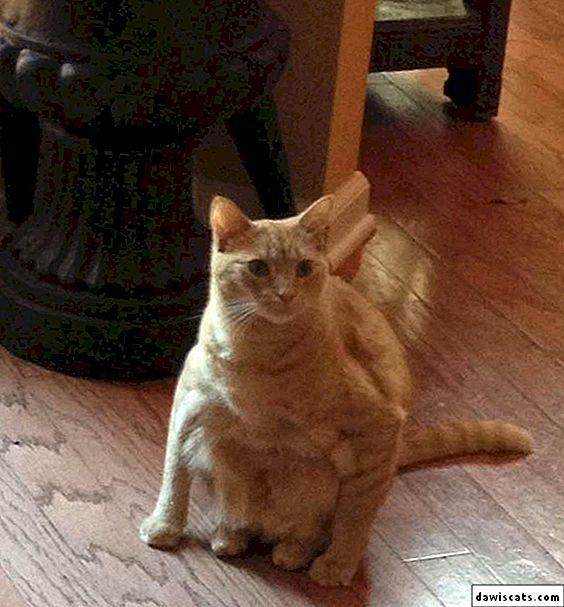 Những hình ảnh cho thấy mèo mới là loài khó hiểu nhất hành tinh chứ không phải là con gái-13