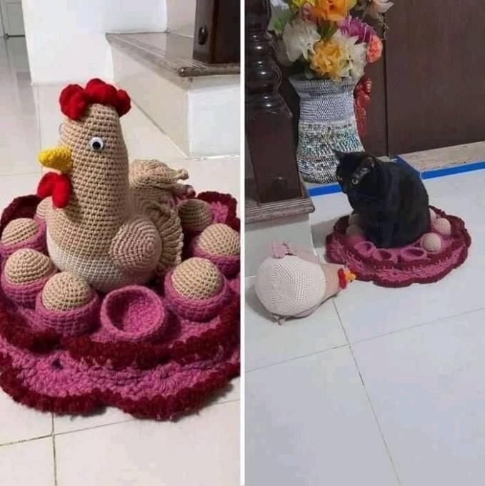 Những hình ảnh cho thấy mèo mới là loài khó hiểu nhất hành tinh chứ không phải là con gái-14