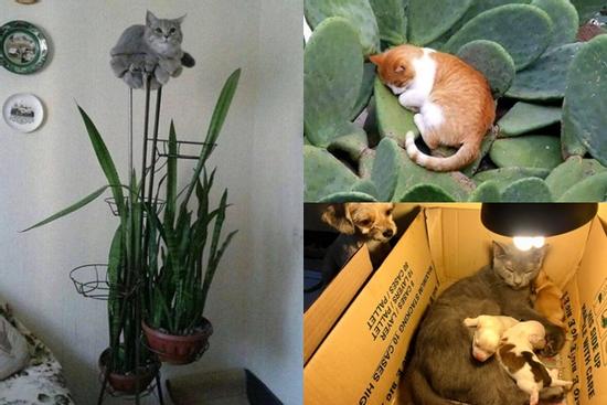 Những hình ảnh cho thấy mèo mới là loài khó hiểu nhất hành tinh chứ không phải là con gái