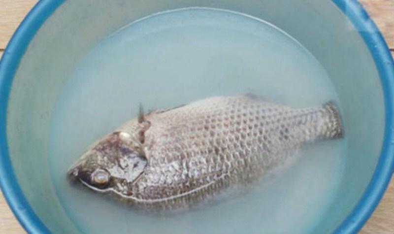 Những bộ phận trong cá cực tanh khi sơ chế cần loại bỏ ngay-6