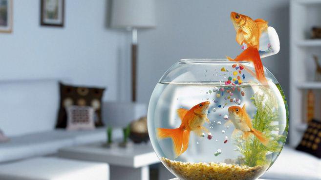 6 lưu ý khi bố trí bể cá phong thủy để gia đình vượng tài lộc, may mắn-2