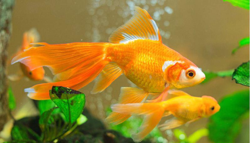 6 lưu ý khi bố trí bể cá phong thủy để gia đình vượng tài lộc, may mắn-3