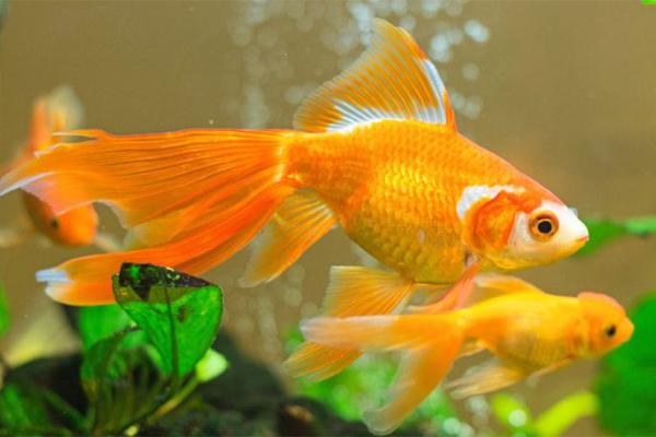 Chuyên gia tiết lộ 4 bảo vật cải thiện phong thủy-4