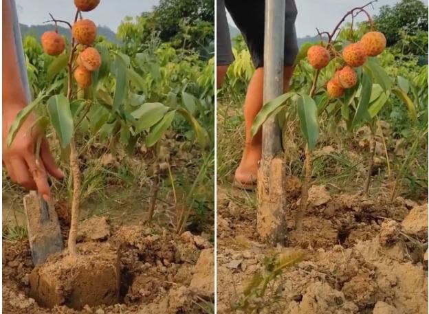 Xôn xao cây vải đột biến nhỏ xíu mà đã ra quả trĩu cành-1