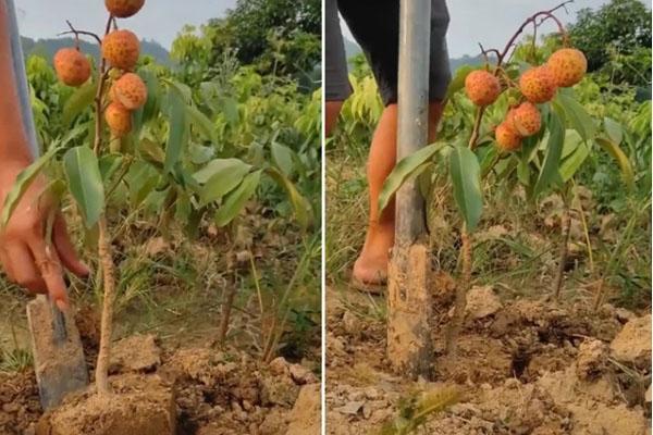 Kỳ lạ loài hoa màu tím trắng mọc từ mặt đất, mang nấu nước công dụng tuyệt vời-5