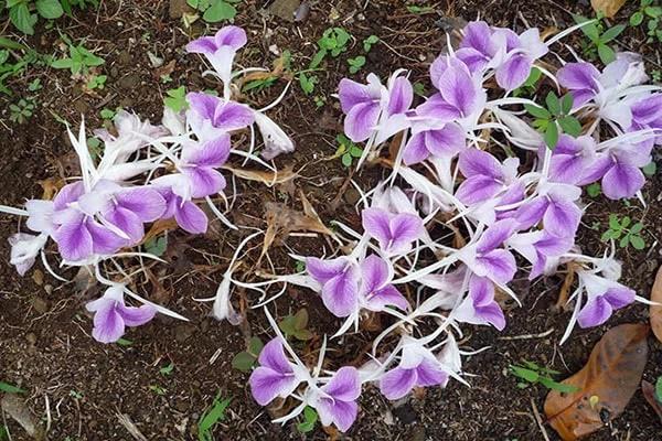 Kỳ lạ loài hoa màu tím trắng mọc từ mặt đất, mang nấu nước công dụng tuyệt vời-4