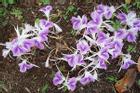 Kỳ lạ loài hoa màu tím trắng mọc từ mặt đất, mang nấu nước công dụng tuyệt vời
