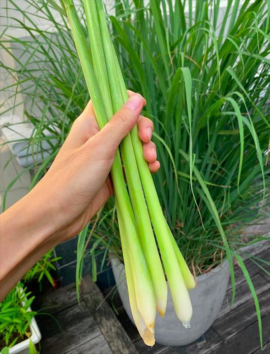 Hà Tăng làm cá chiên sả từ khóm cây của cha-1