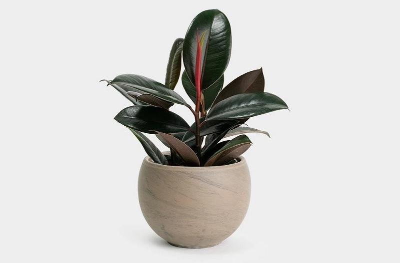 Đặt 5 loại cây này cạnh người mệnh Hoả để hưng vận bừng bừng, thần Tài ban lộc-1