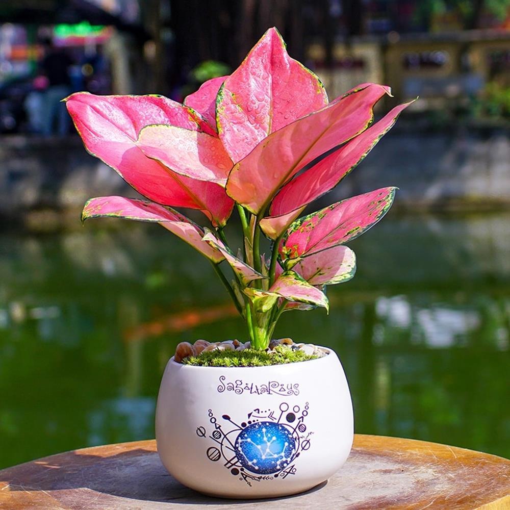 Đặt 5 loại cây này cạnh người mệnh Hoả để hưng vận bừng bừng, thần Tài ban lộc-2