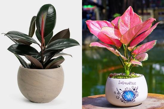 Đặt 5 loại cây này cạnh người mệnh Hoả để hưng vận bừng bừng, thần Tài ban lộc