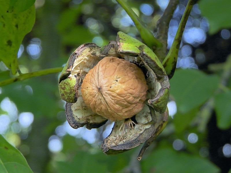 Nhiều người bất ngờ vì lần đầu tiên được nhìn thấy quả óc chó còn xanh-2