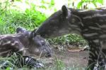 Heo vòi Trung Mỹ lần đầu được sinh ra trong vườn thú