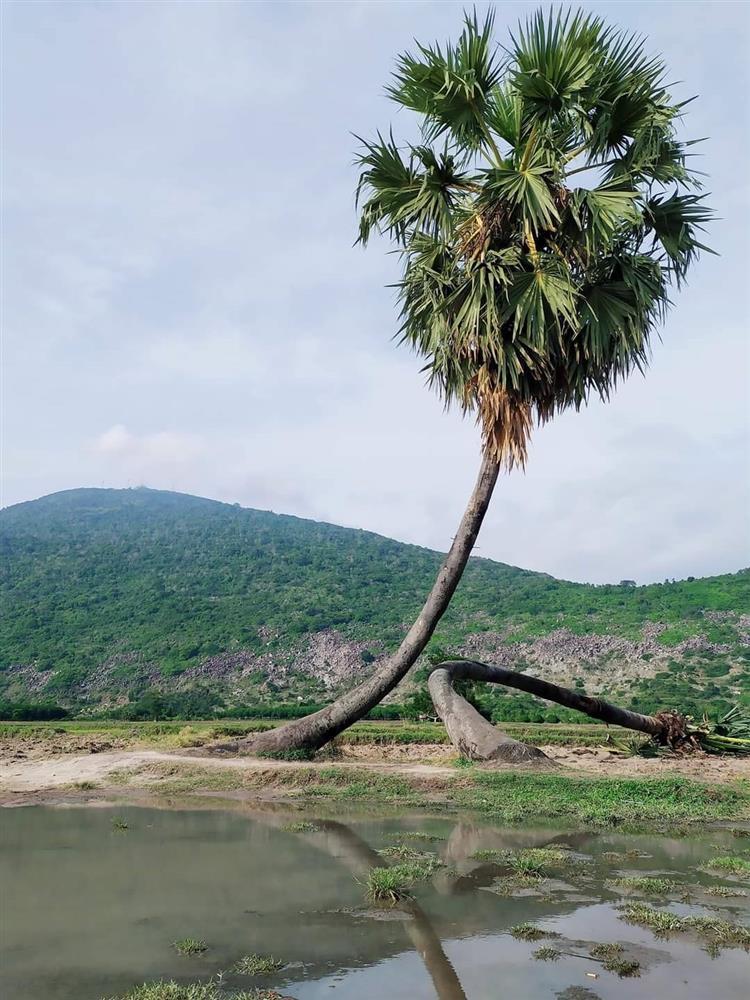 Sau mưa giông, cây tình yêu ở Tây Ninh bị quật ngã, chỉ còn lẻ bóng đi về-1