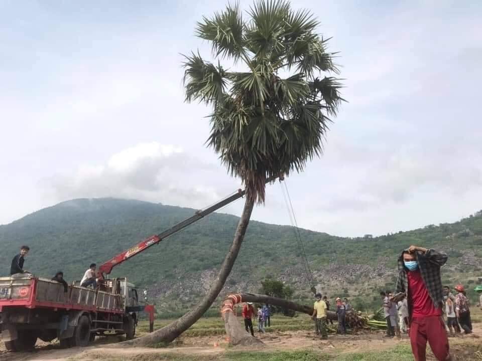 Sau mưa giông, cây tình yêu ở Tây Ninh bị quật ngã, chỉ còn lẻ bóng đi về-2