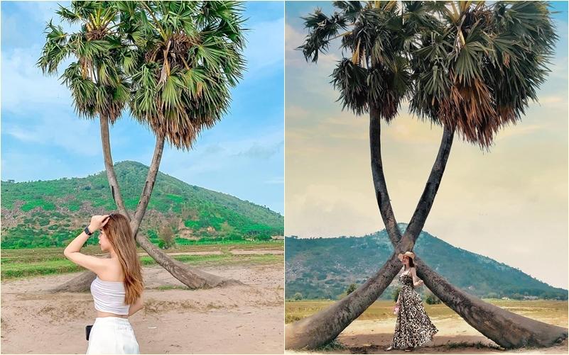 Sau mưa giông, cây tình yêu ở Tây Ninh bị quật ngã, chỉ còn lẻ bóng đi về-3