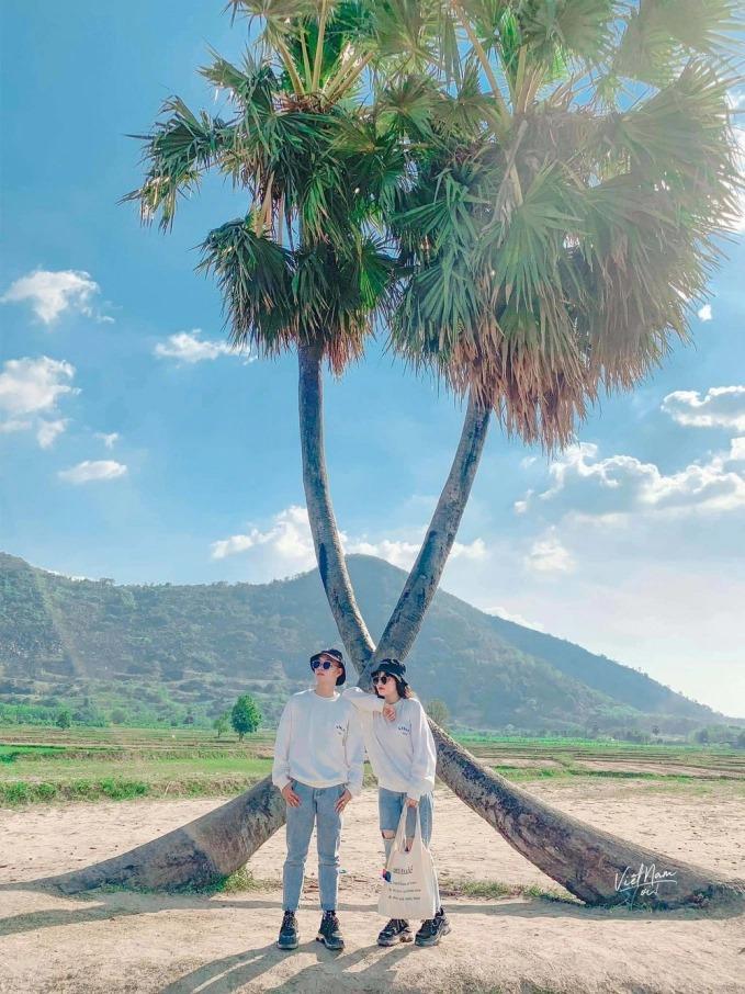 Sau mưa giông, cây tình yêu ở Tây Ninh bị quật ngã, chỉ còn lẻ bóng đi về-5