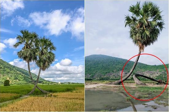 Sau mưa giông, cây tình yêu ở Tây Ninh bị 'quật' ngã, chỉ còn 'lẻ bóng đi về'